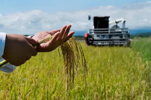 Выращивание риса в Крыму